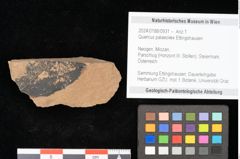 Foto (Objekt + Etikett) von Quercus palaeoilex Ettingshausen (NHMW-GEO-2024-0188-0931)